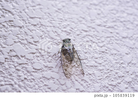 ミンミンゼミ　透明の羽　セミ　蝉　木にとまる蝉 105839119