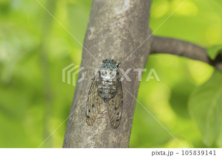 ミンミンゼミ 透明の羽 セミ 蝉 木にとまる蝉 ミンミンゼミ 透明の羽 セミ 蝉 木にとまる蝉 105839141