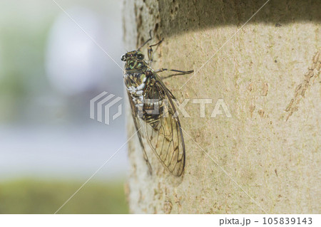 ミンミンゼミ 透明の羽 セミ 蝉 木にとまる蝉 ミンミンゼミ 透明の羽 セミ 蝉 木にとまる蝉 105839143