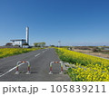 杉戸町　菜の花　江戸川堤防沿い 105839211