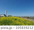杉戸町　菜の花　江戸川堤防沿い 105839212