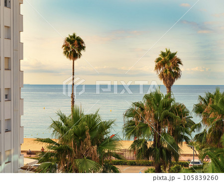 Palm trees on the background of the summer beach 105839260