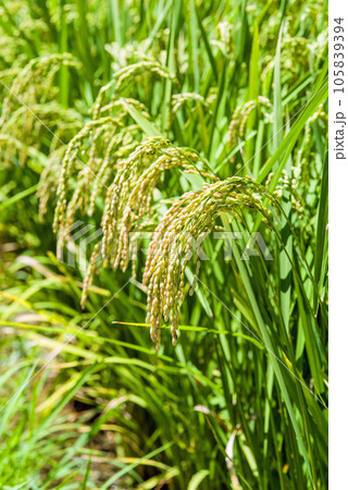 【収穫前の稲穂】順調に実った夏の稲穂 【収穫前の稲穂】順調に実った夏の稲穂 105839394