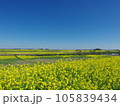 江戸川堤防　関宿橋付近の菜の花畑　埼玉県側 105839434
