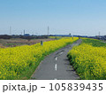 江戸川堤防　関宿橋付近の菜の花畑　埼玉県側 105839435