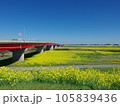 関宿橋と菜の花畑　埼玉県側から撮影 105839436