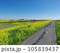 江戸川堤防　関宿橋付近の菜の花畑　埼玉県側 105839437