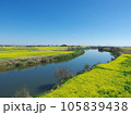 江戸川堤防　関宿橋付近の菜の花畑 105839438