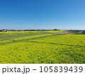 江戸川堤防　関宿橋付近の菜の花畑　千葉県側 105839439