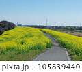 江戸川堤防　関宿橋付近の菜の花畑　千葉県側 105839440
