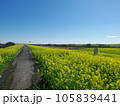 江戸川堤防　関宿橋付近の菜の花畑　千葉県側 105839441