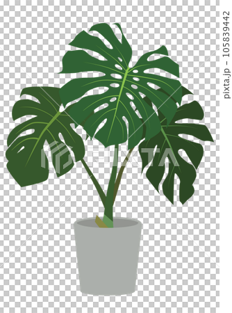 Illustration of a potted foliage plant (Monstera) - Stock Illustration  [105839442] - PIXTA