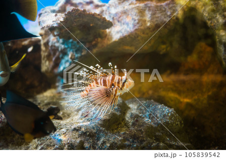Tropical scorpionfish a very dangerous coral reef fish Tropical scorpionfish a very dangerous coral reef fish 105839542