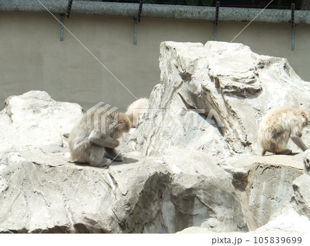 猿2頭の横向き 猿2頭の横向き 105839699