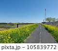 杉戸町　菜の花　江戸川堤防沿い 105839772