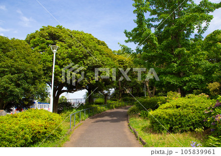 【横浜】山下公園の歩道 105839961