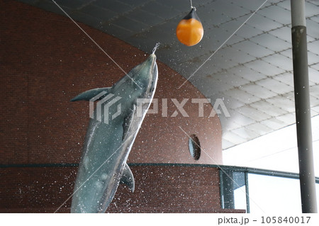 宙を舞うイルカジャンプ 山口県下関市海響館 宙を舞うイルカジャンプ 山口県下関市海響館 105840017