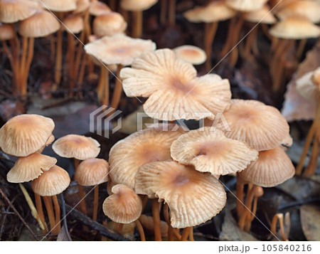 モリノカレバタケの生態写真 モリノカレバタケの生態写真 105840216