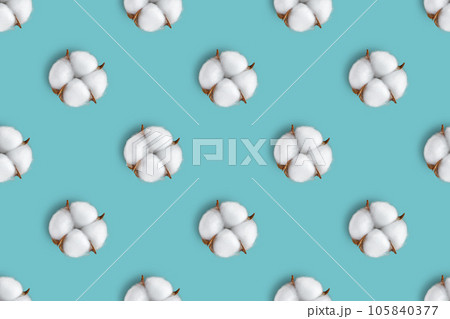 Cotton flower pattern on blue background. Top view, flat lay 105840377