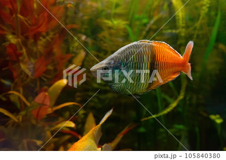 Boeseman's rainbowfish, Melanotaenia boesemani swimming in aquarium water wtih green algae 105840380
