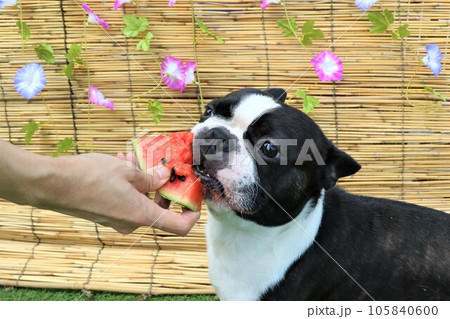 朝顔の花が掛かるすだれの前で大好きなスイカを食べるボストンテリアのマイティ君♡ 105840600