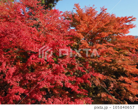 真っ赤な紅葉 真っ赤な紅葉 105840657