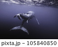 親子クジラの後ろ姿 105840850
