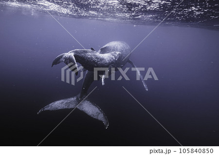 親子クジラの後ろ姿 105840850