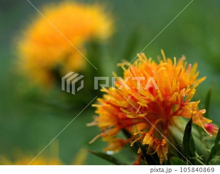 7月に咲いたベニバナ 105840869