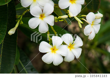 White Frangipani flower Plumeria alba with green leaves 105841183