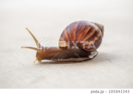 big helix snail on concrete floor close up big helix snail on concrete floor close up 105841343
