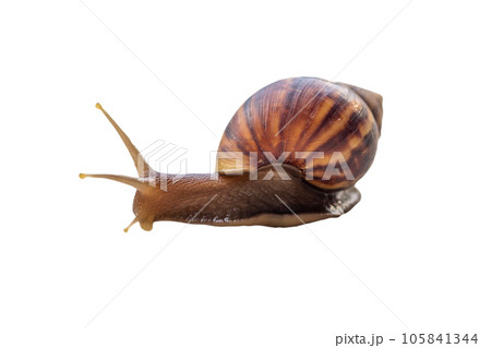 big helix snail isolated on white background 105841344