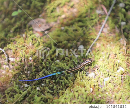 ニホントカゲ 105841832