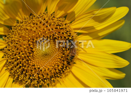 ひまわりとミツバチ ひまわりとミツバチ 105841971