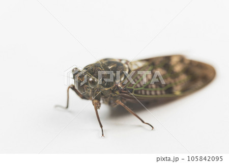 アブラゼミ　セミ　物撮り　夏の昆虫　蝉　白バック 105842095