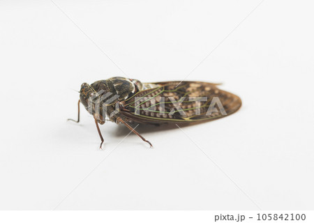 アブラゼミ セミ 物撮り 夏の昆虫 蝉 白バック アブラゼミ セミ 物撮り 夏の昆虫 蝉 白バック 105842100