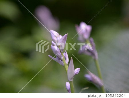 オオバギボウシ オオバギボウシ 105842204