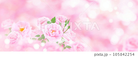 Beautiful pink roses on the blurred background Beautiful pink roses on the blurred background 105842254