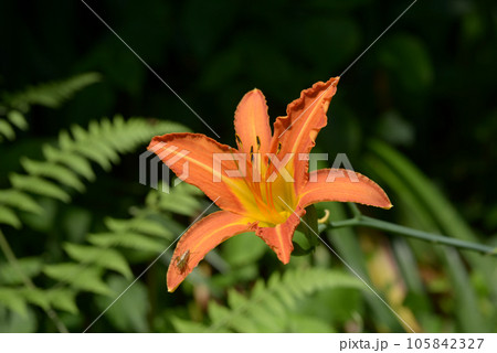 ノカンゾウ 105842327