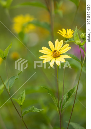 ヒメヒマワリ 105842430