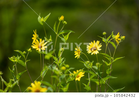 ヒメヒマワリ 105842432