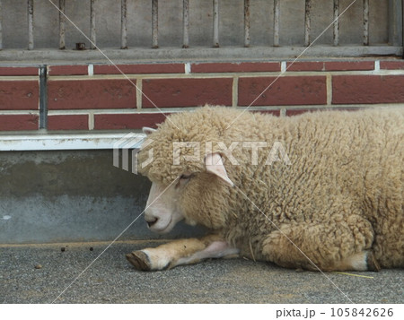 座っている羊一匹の写真素材 [105842626] - PIXTA