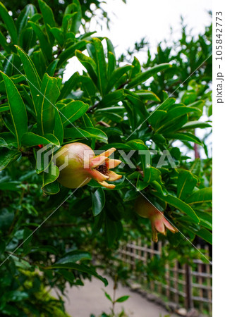 世田谷代官屋敷のザクロ 世田谷代官屋敷のザクロ 105842773