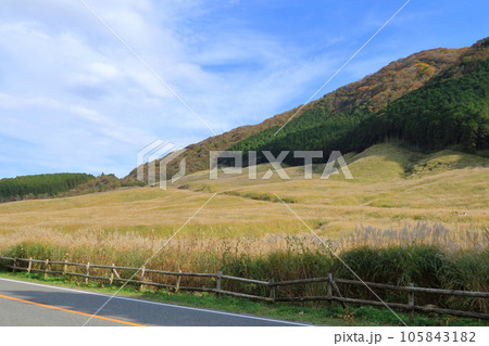 神奈川県・秋の仙石原・すすきの原 105843182