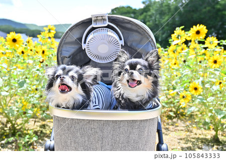 満開のお花畑と仲良しチワワ　たんばらラベンダーパーク　（群馬県　沼田市） 105843333