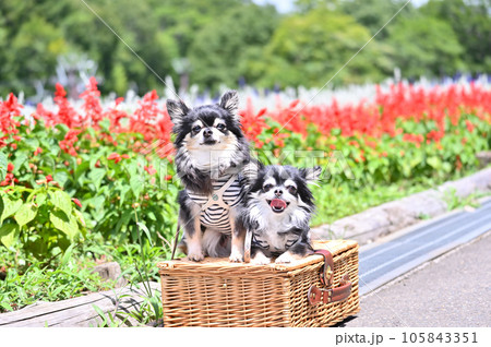 たんばらラベンダーパークで散歩する仲良しチワワ　（群馬県　沼田市） 105843351