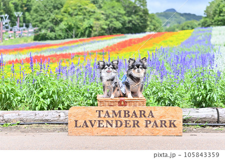 たんばらラベンダーパークで散歩する仲良しチワワ (群馬県 沼田市) たんばらラベンダーパークで散歩する仲良しチワワ (群馬県 沼田市) 105843359