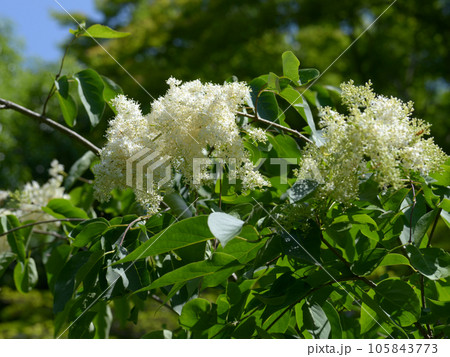 ハシドイ ハシドイ 105843773