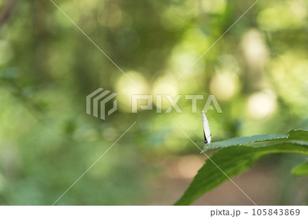 東京　神代植物公園　チョウの安らぎ【花・植物】 105843869
