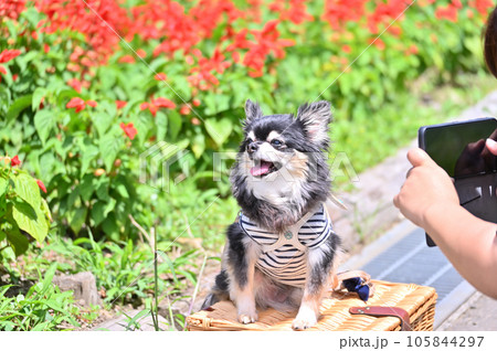スマホで愛犬を撮る飼い主の女性 たんばらラベンダーパーク (群馬県 沼田市) スマホで愛犬を撮る飼い主の女性 たんばらラベンダーパーク (群馬県 沼田市) 105844297